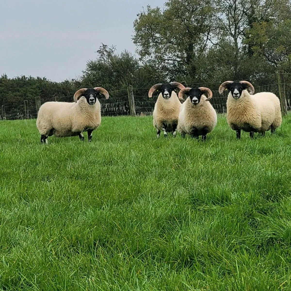 Lanark Ram Lambs - Image 2