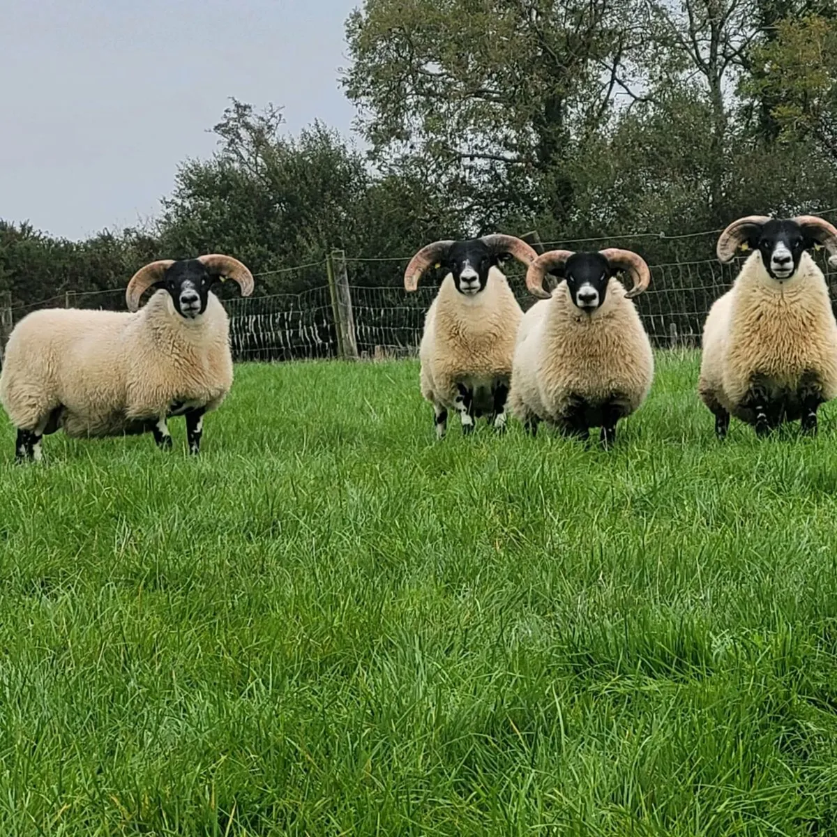 Lanark Ram Lambs - Image 3