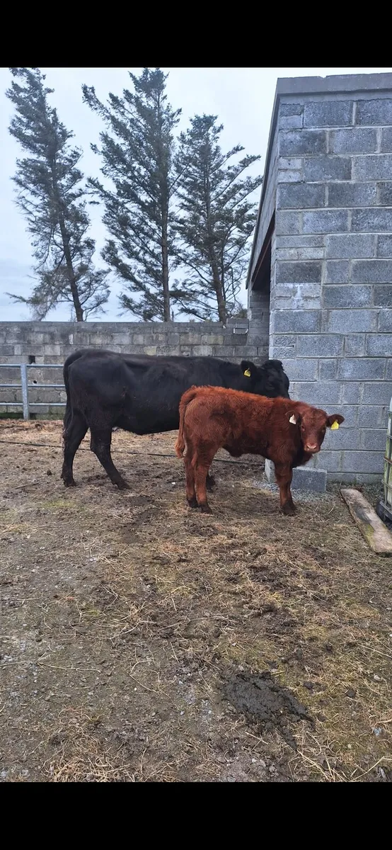 First calver - Image 1
