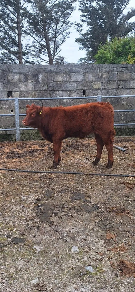 First calver - Image 2