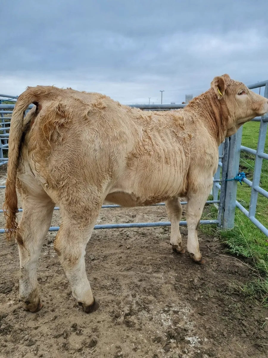 5 star weanling heifers 4 sale Balla Mart 14th Oct - Image 4