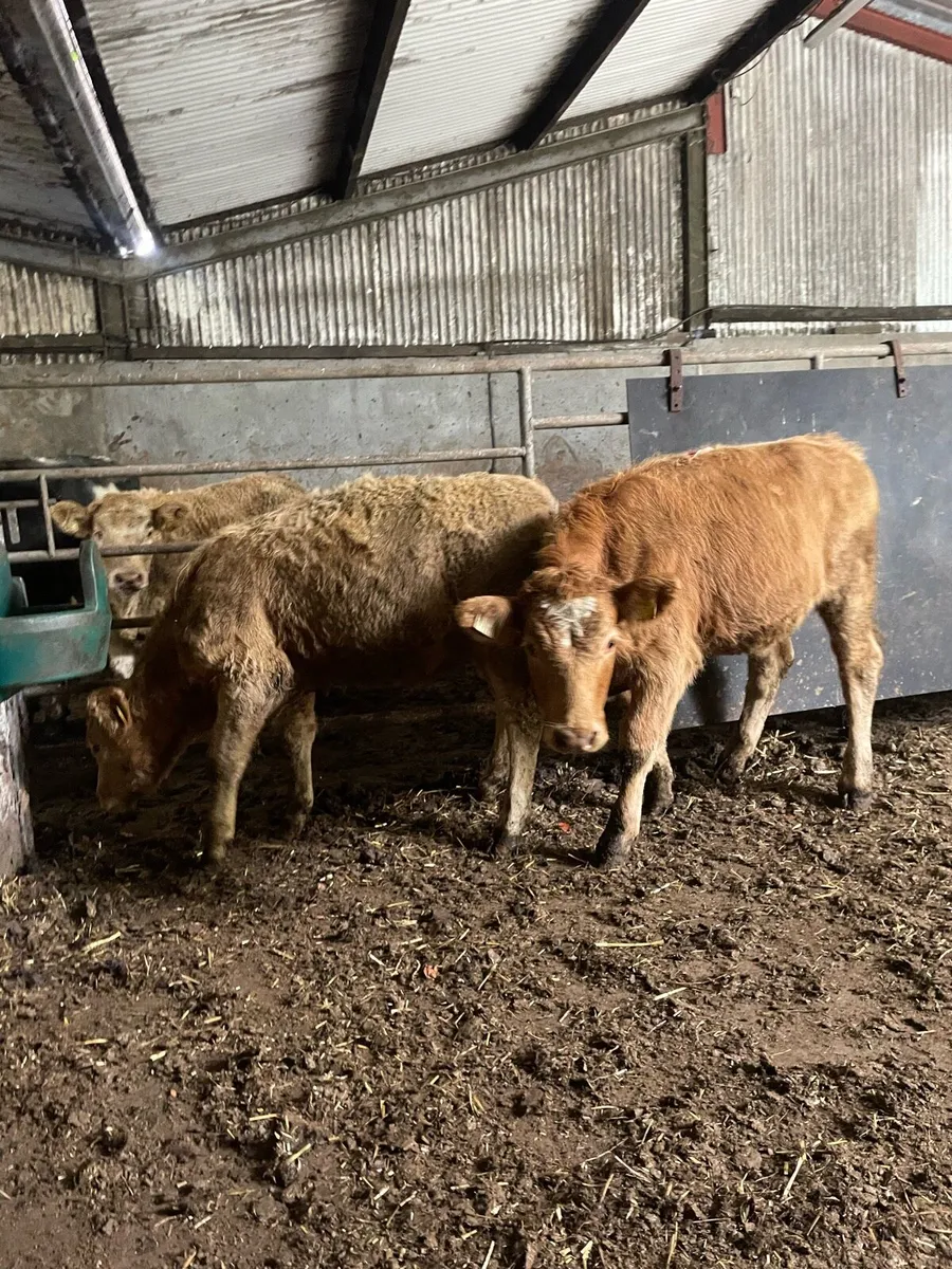 2 super heifers - Image 1