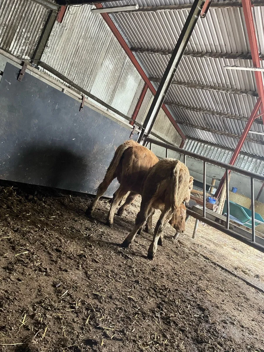 2 super heifers - Image 2
