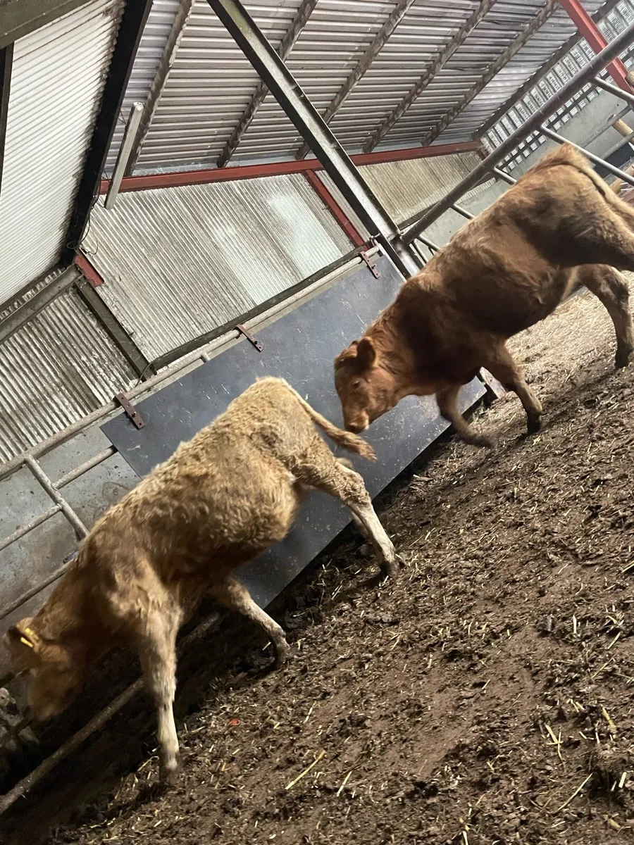 2 super heifers - Image 3