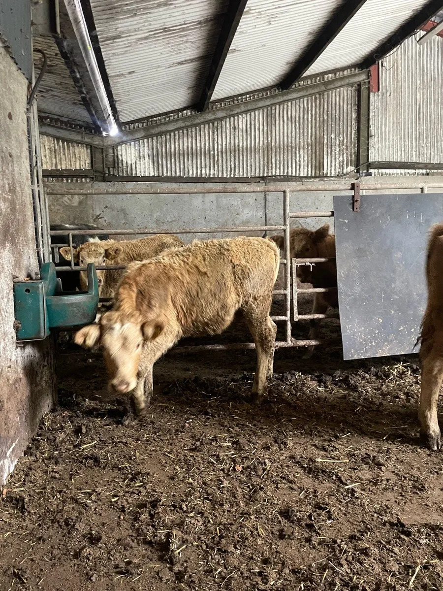 2 super heifers - Image 4