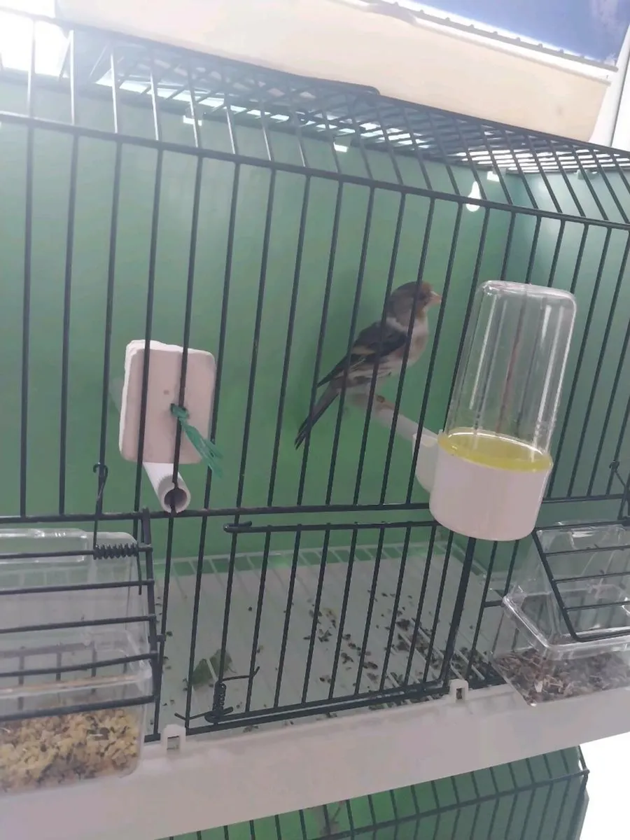 Birds Canary x - Image 3