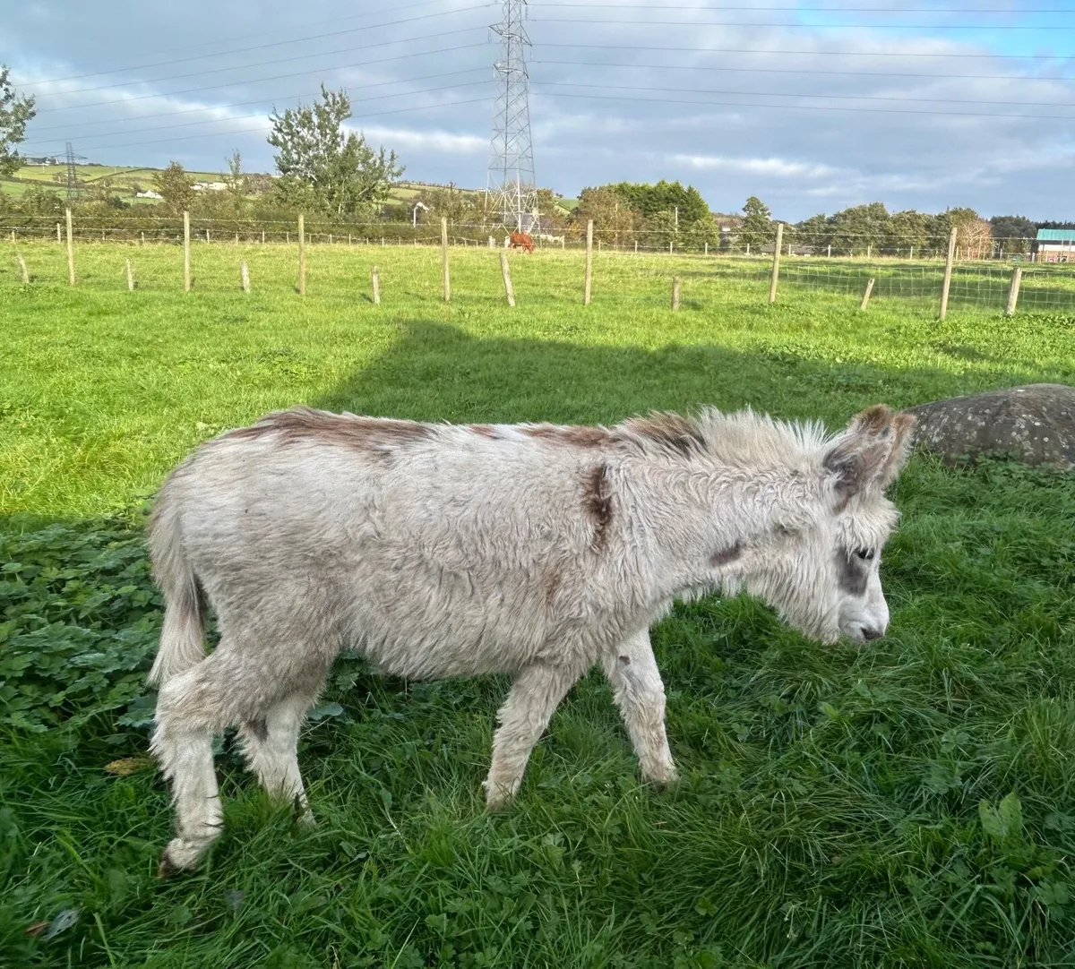 Male - Donkey foal
