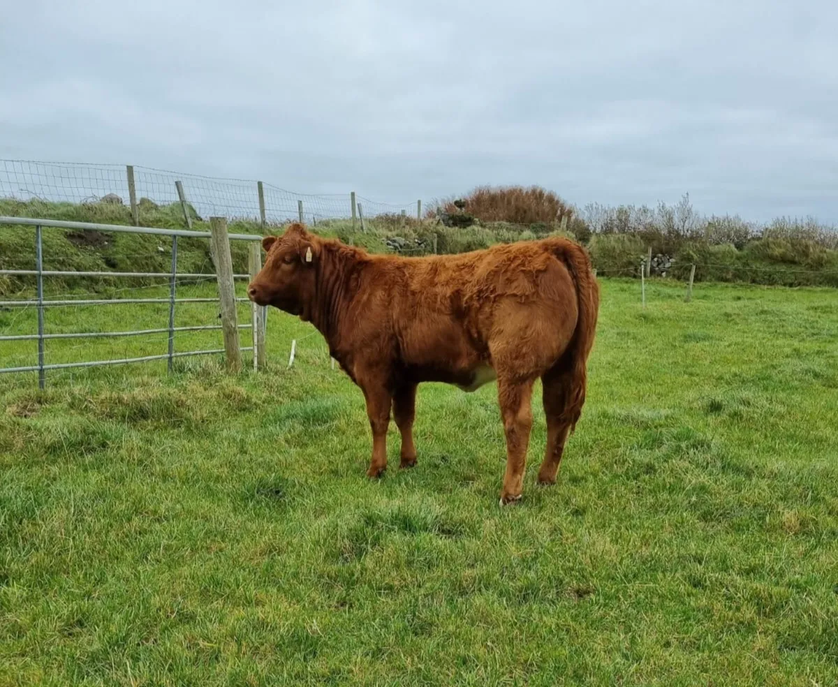 5 star weanling heifers 4 sale Balla Mart 14th Oct - Image 1