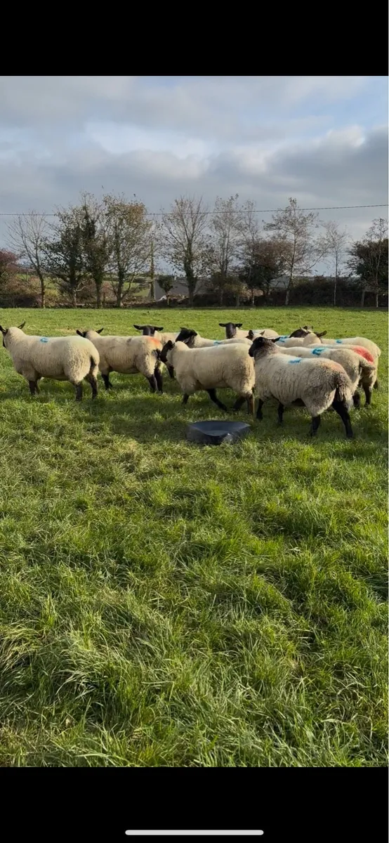 13 Hogget ewes