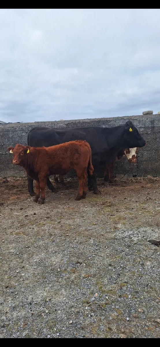 First calver - Image 3