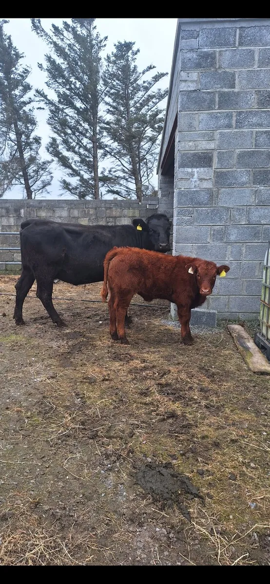 First calver - Image 4