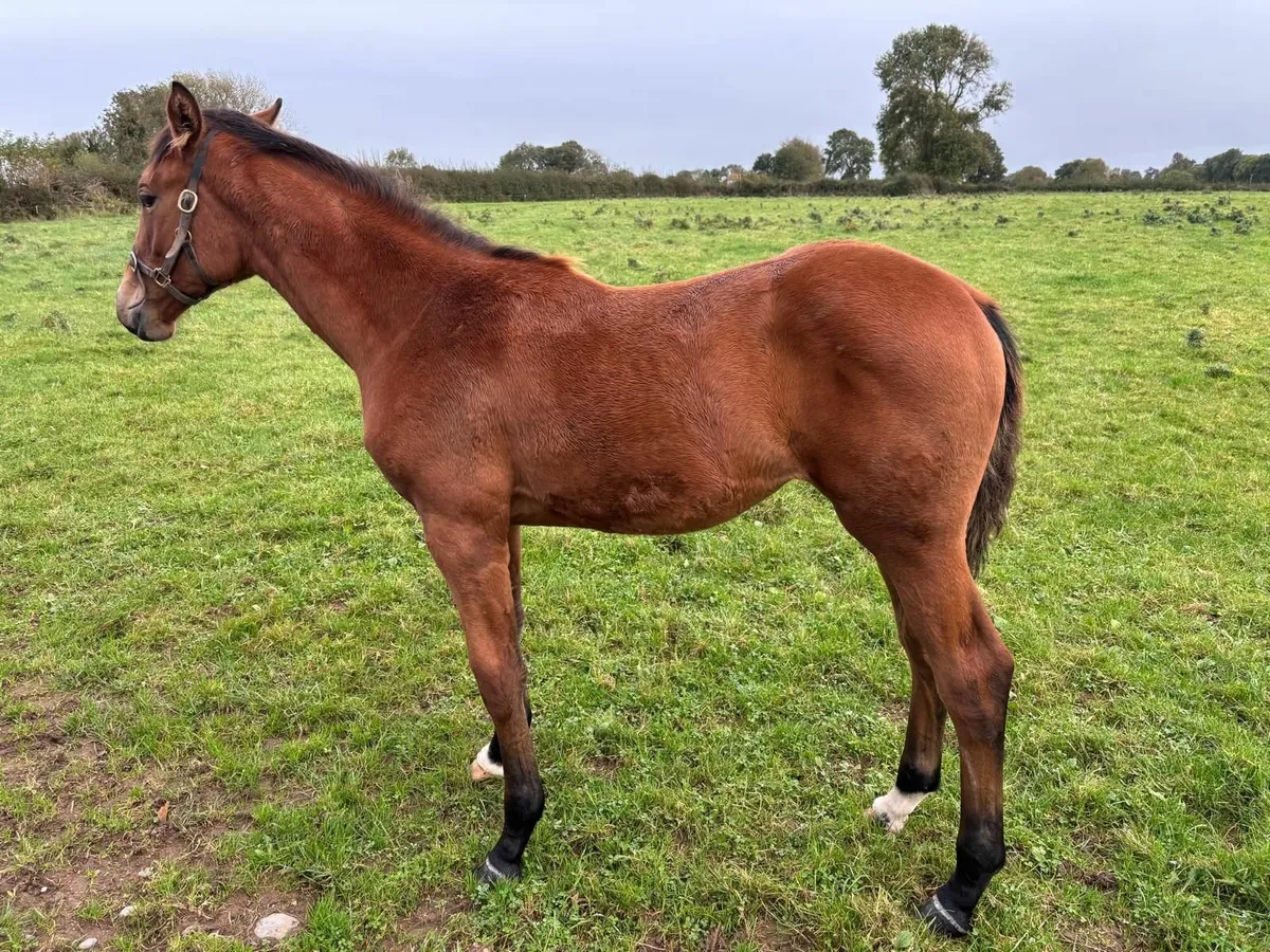 Filly Foal ex Conticco - Image 2