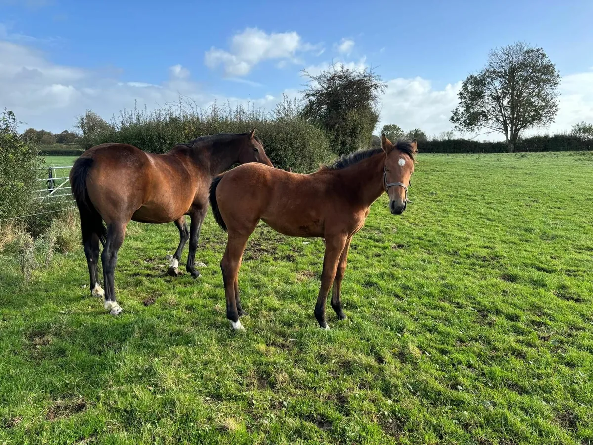 Filly Foal ex Conticco - Image 3