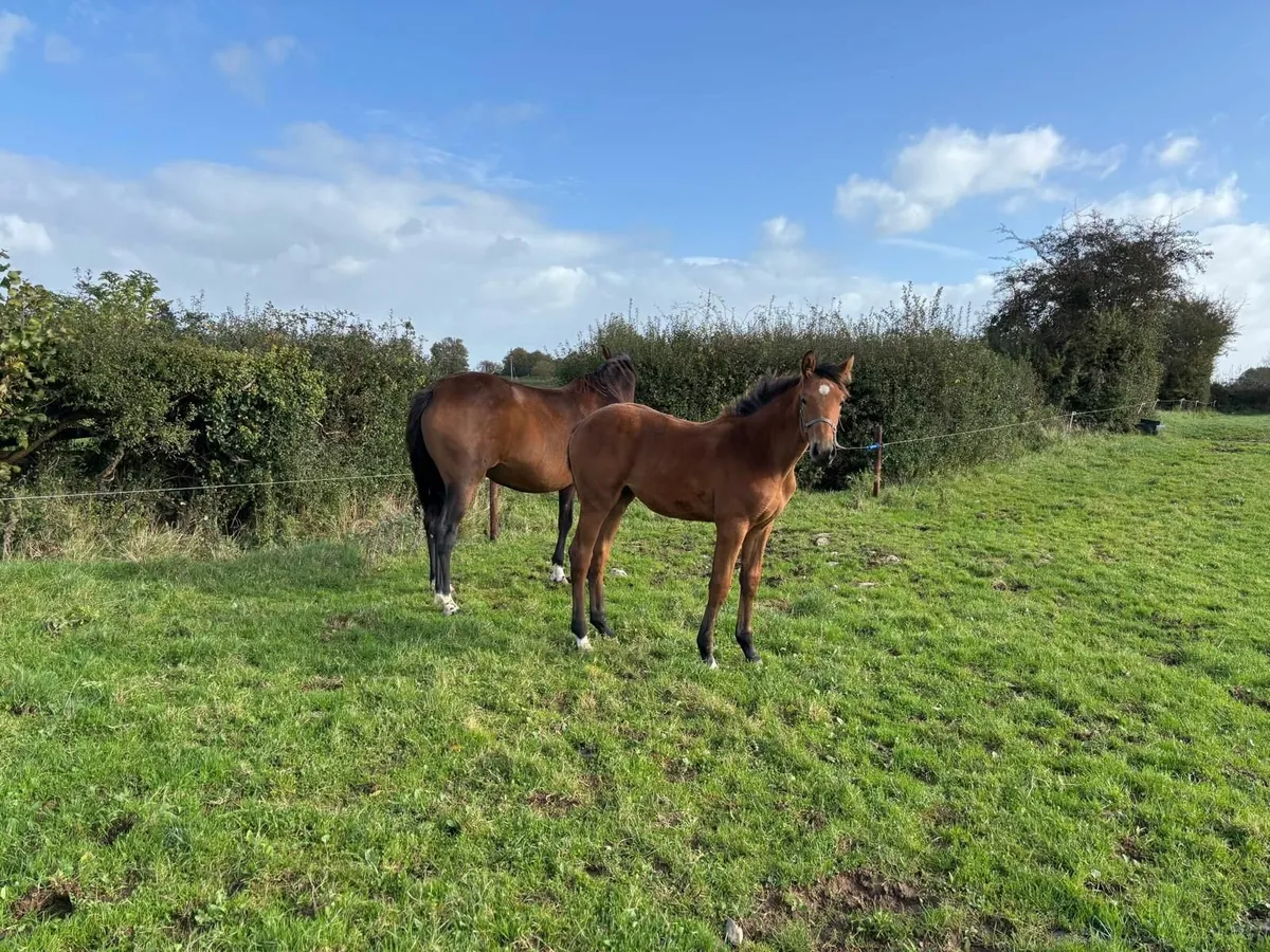 Filly Foal ex Conticco - Image 4