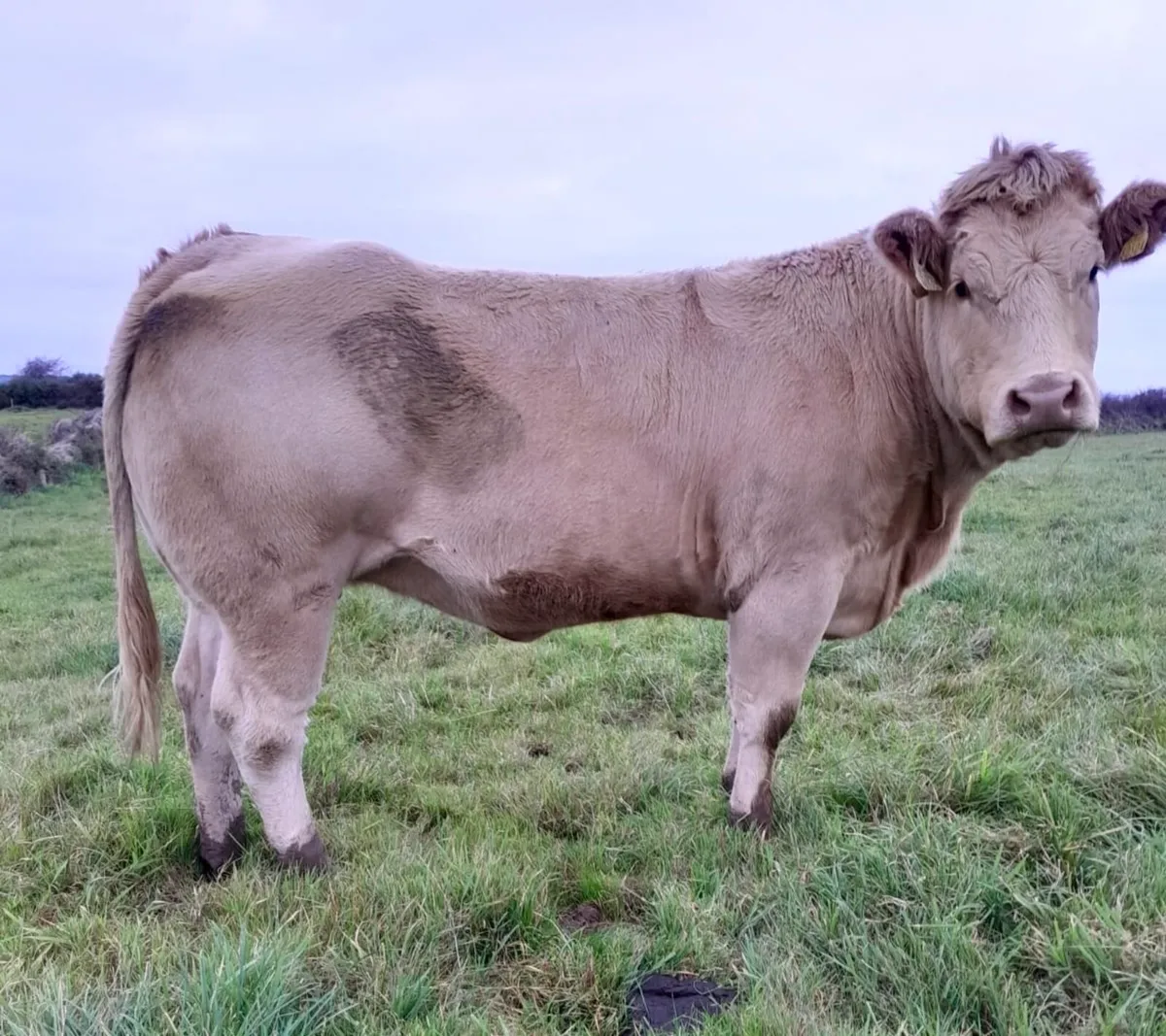 20 Top Quality Springers for Sale - Image 1