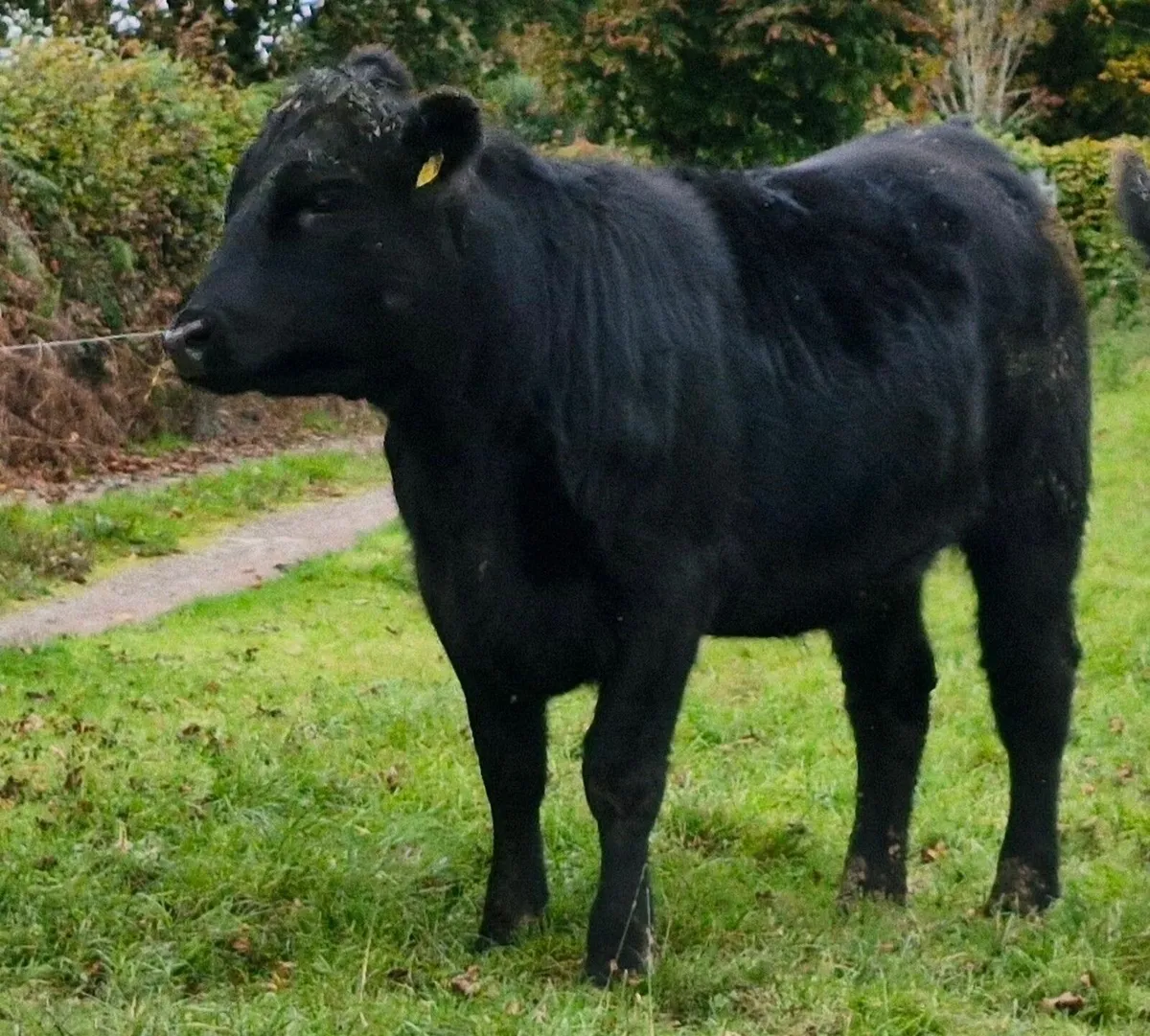 Pedigree  Angus Heifer - Image 1