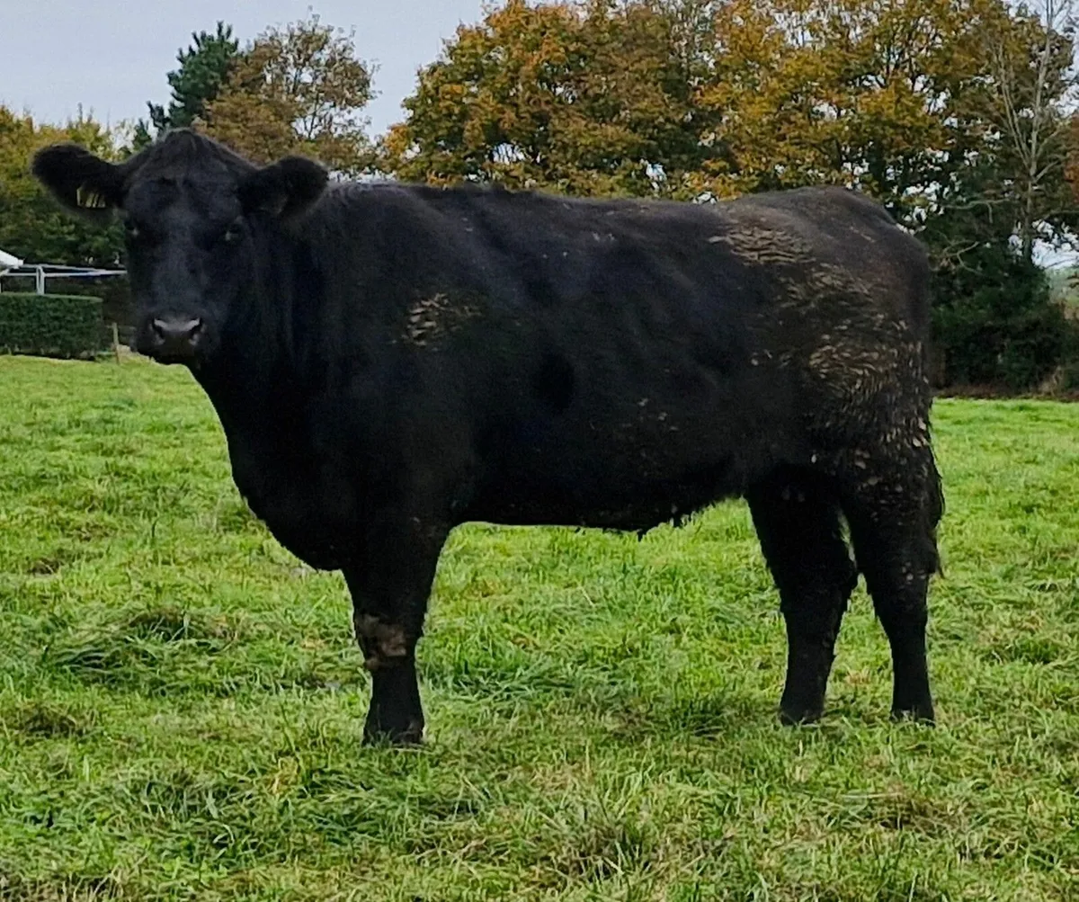 Pedigree  Angus Heifer - Image 2
