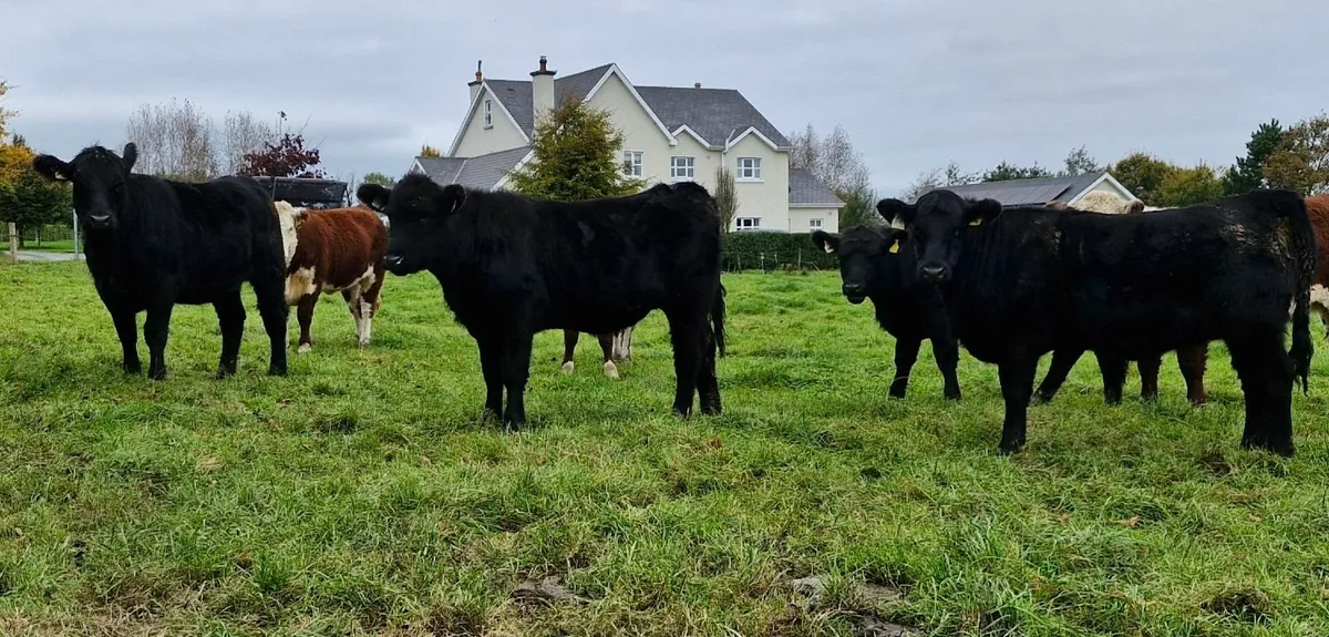 Pedigree  Angus Heifer - Image 3