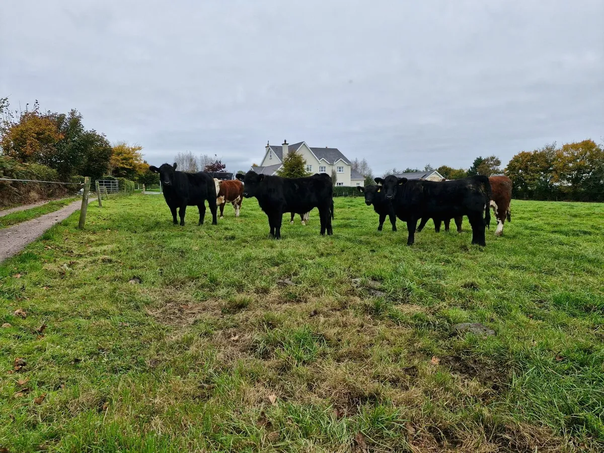 Pedigree  Angus Heifer - Image 4