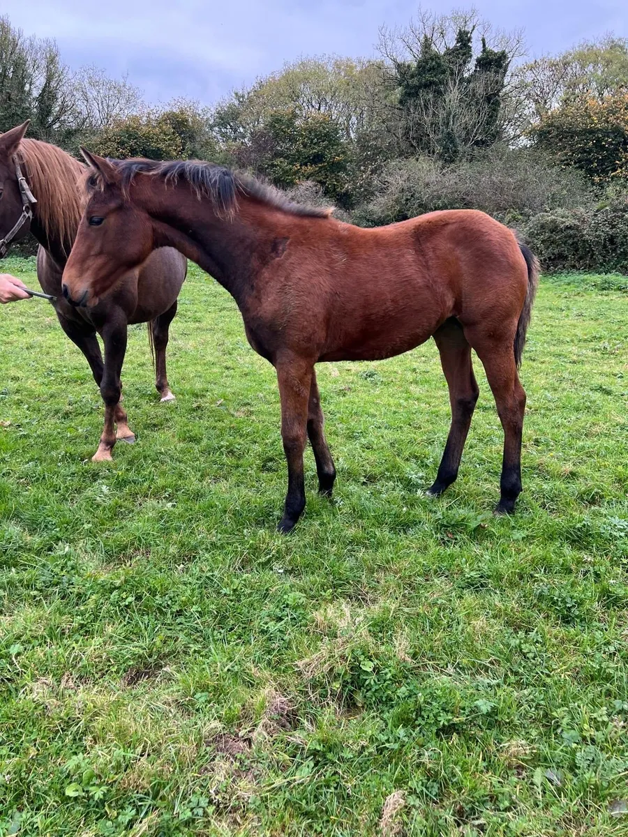 I AM W Foal & Yearling - Image 2