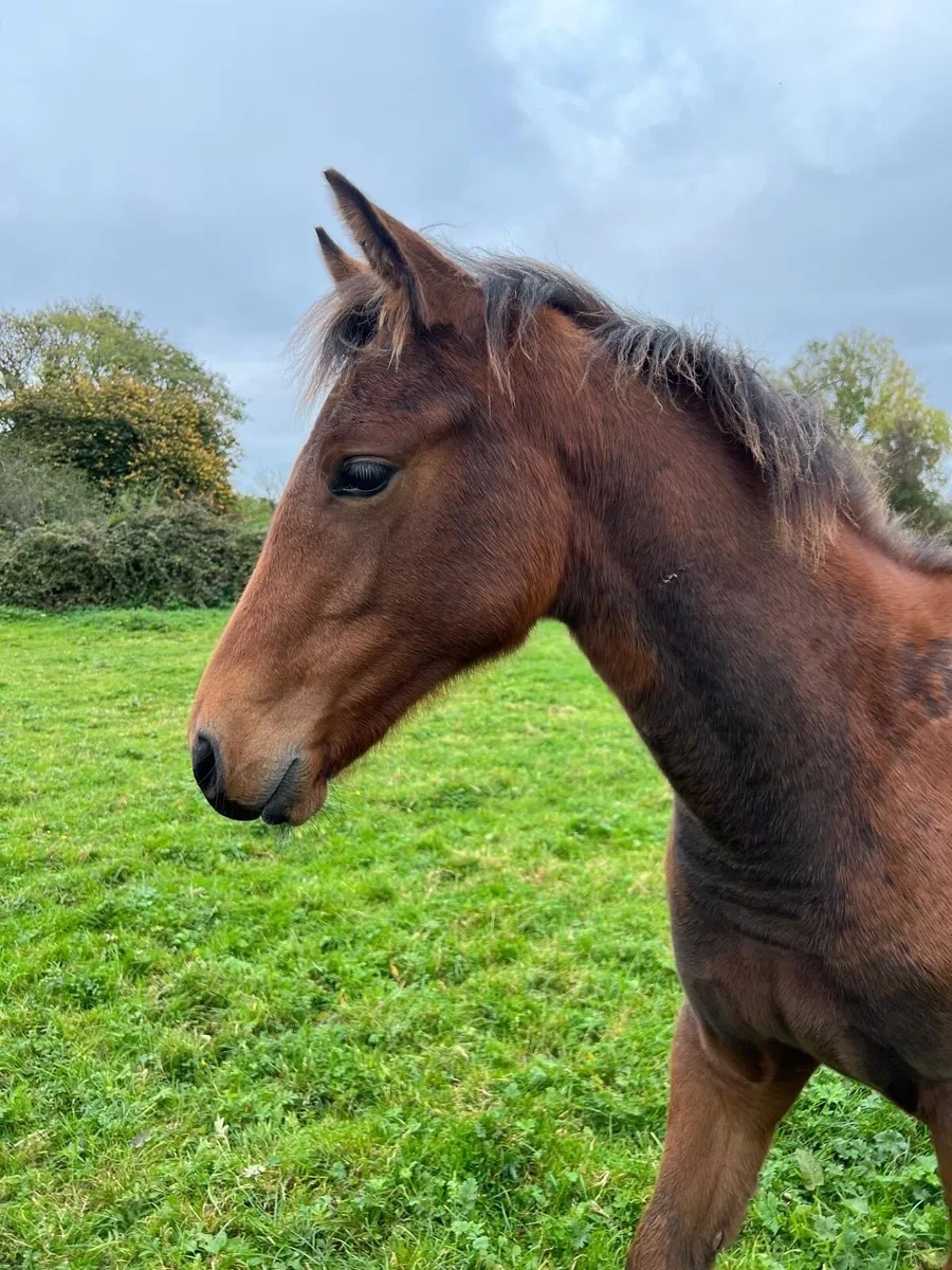 I AM W Foal & Yearling - Image 1