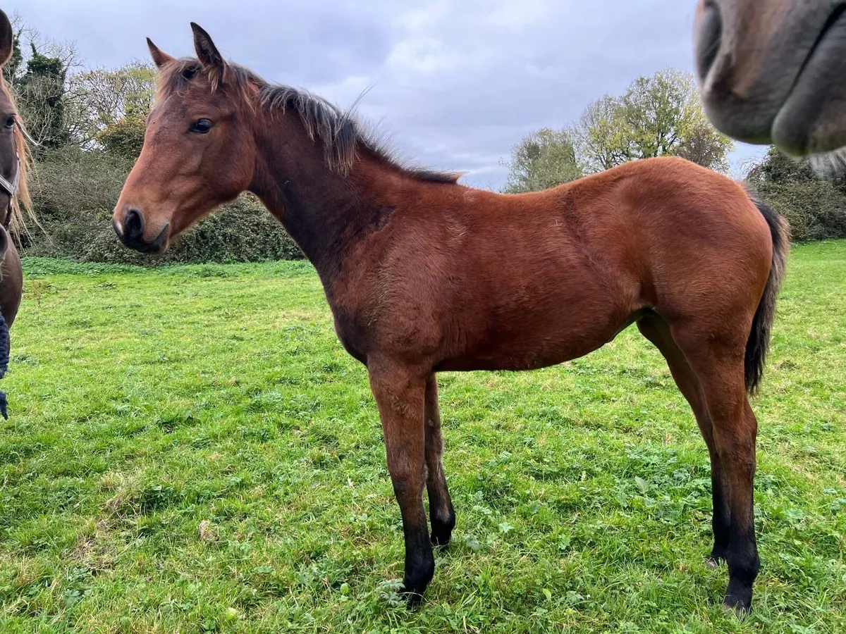 I AM W Foal & Yearling - Image 3