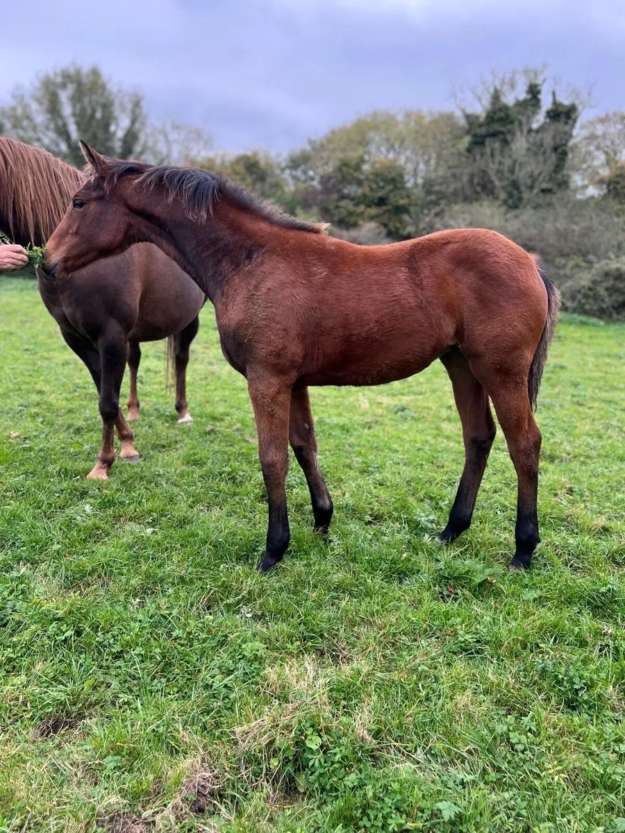 I AM W Foal & Yearling - Image 4