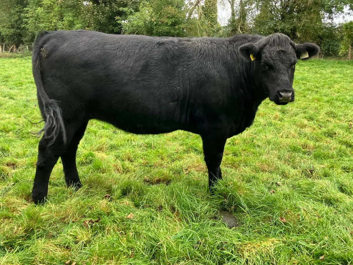 5 star 🌟 super Breeding heifer for sale - Image 2