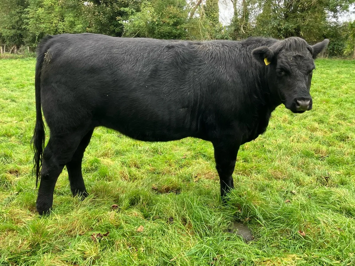 5 star 🌟 super Breeding heifer for sale - Image 1