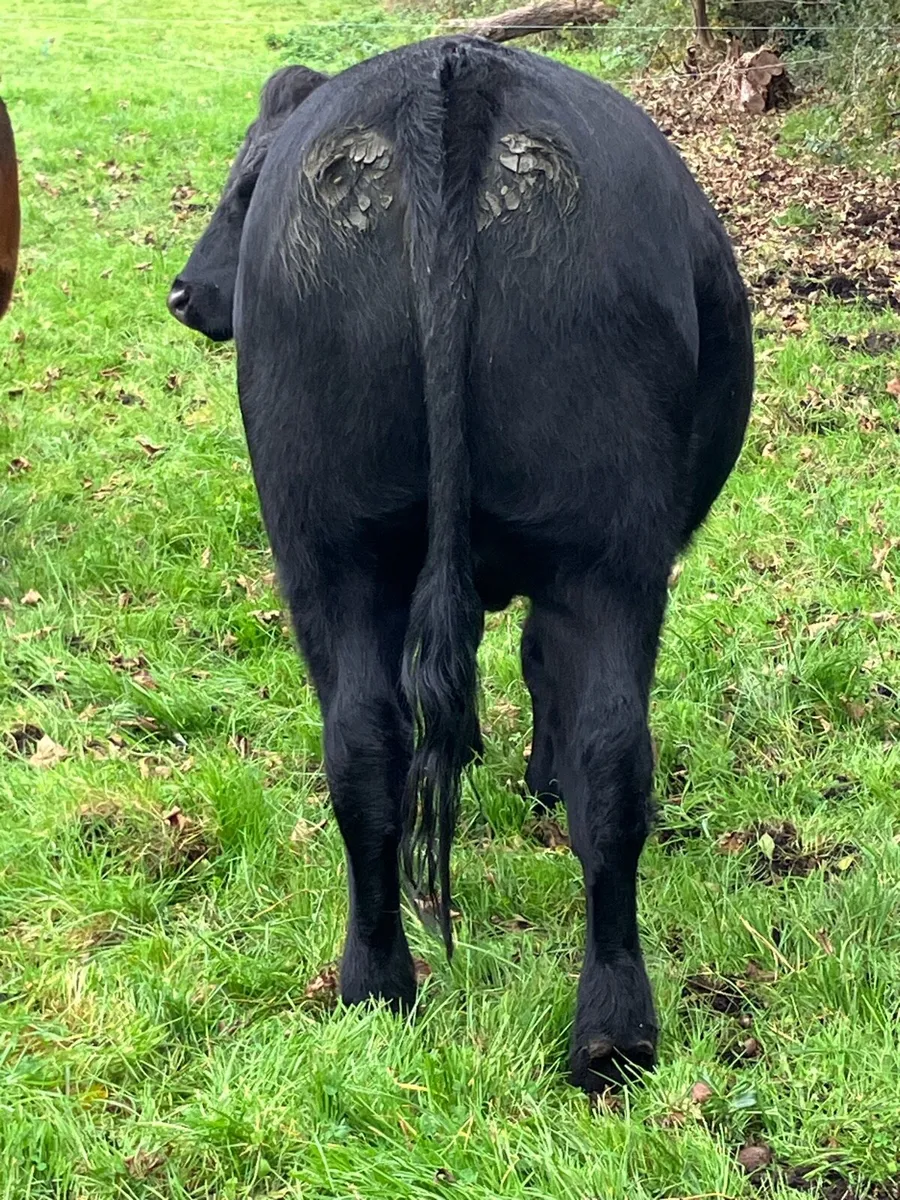 5 star 🌟 super Breeding heifer for sale - Image 3