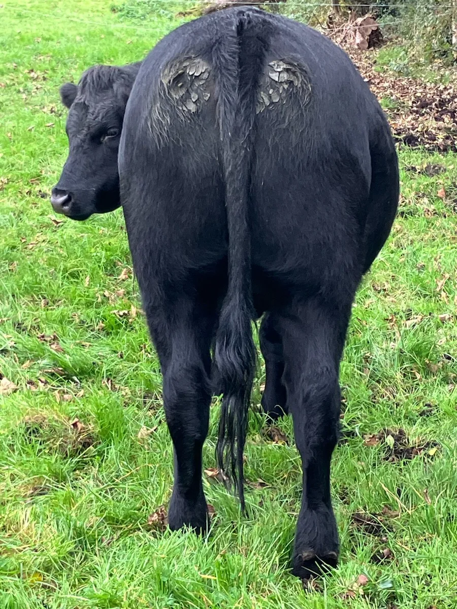 5 star 🌟 super Breeding heifer for sale - Image 4