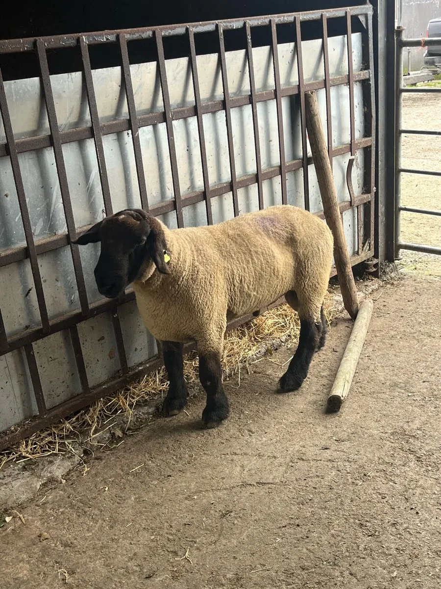 2 Suffolk rams - Image 1