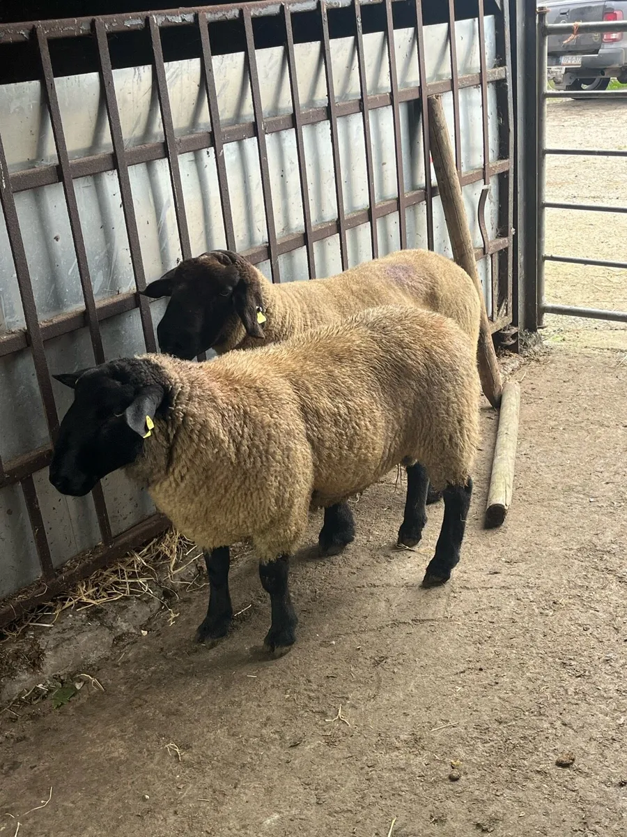 2 Suffolk rams - Image 2