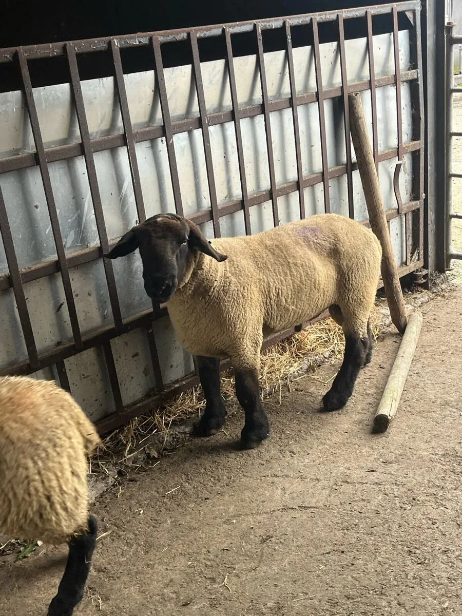 2 Suffolk rams - Image 3