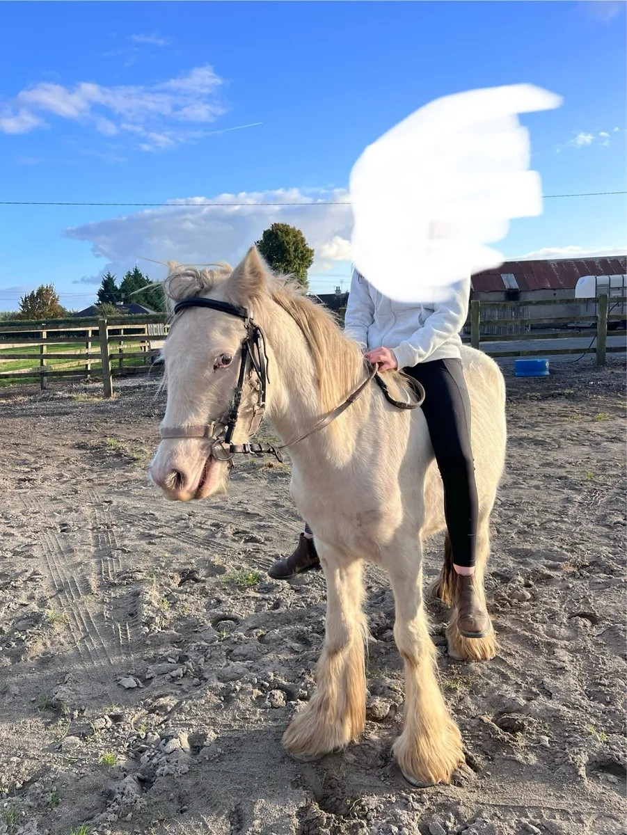 Child’s  Pony - Image 1