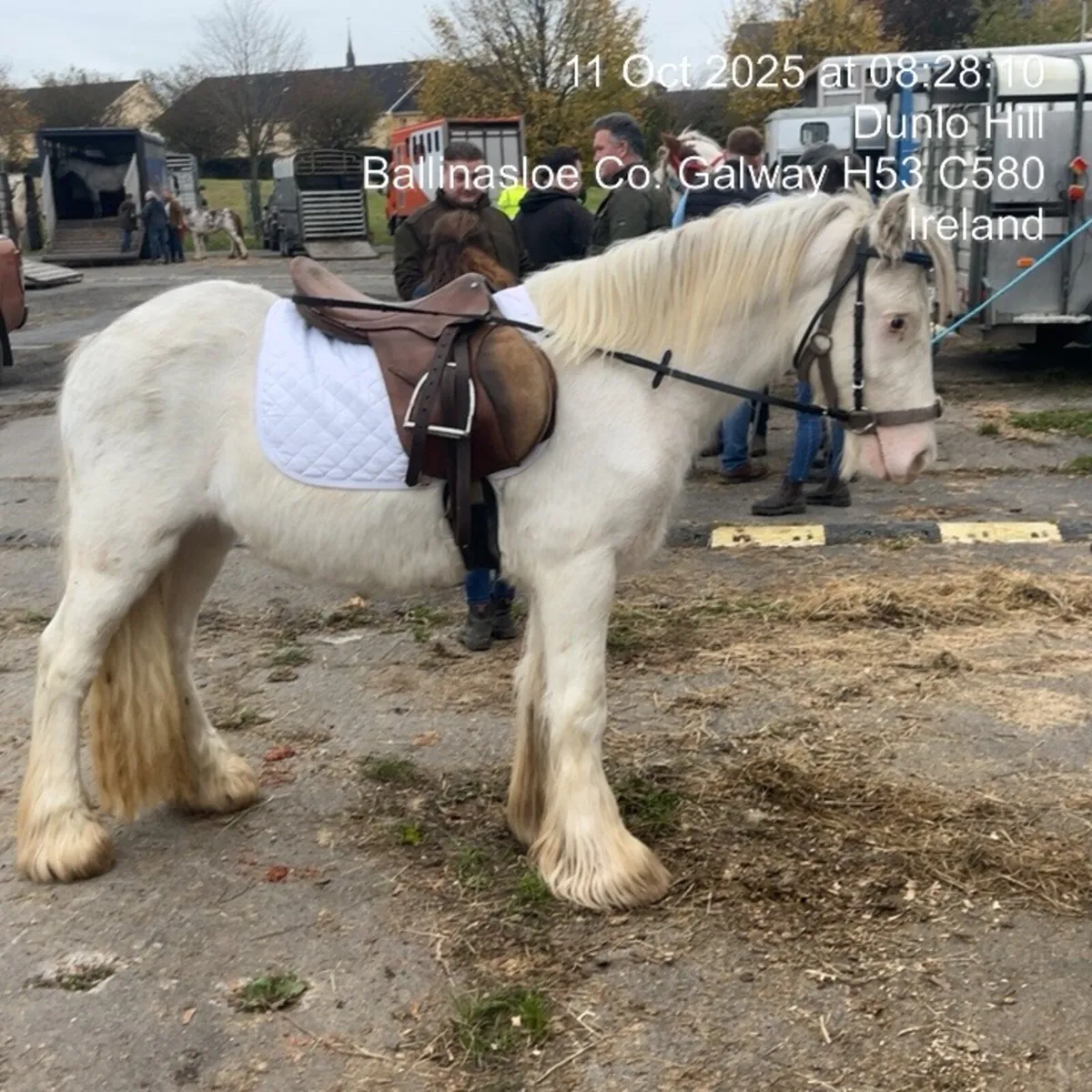 Child’s  Pony - Image 4