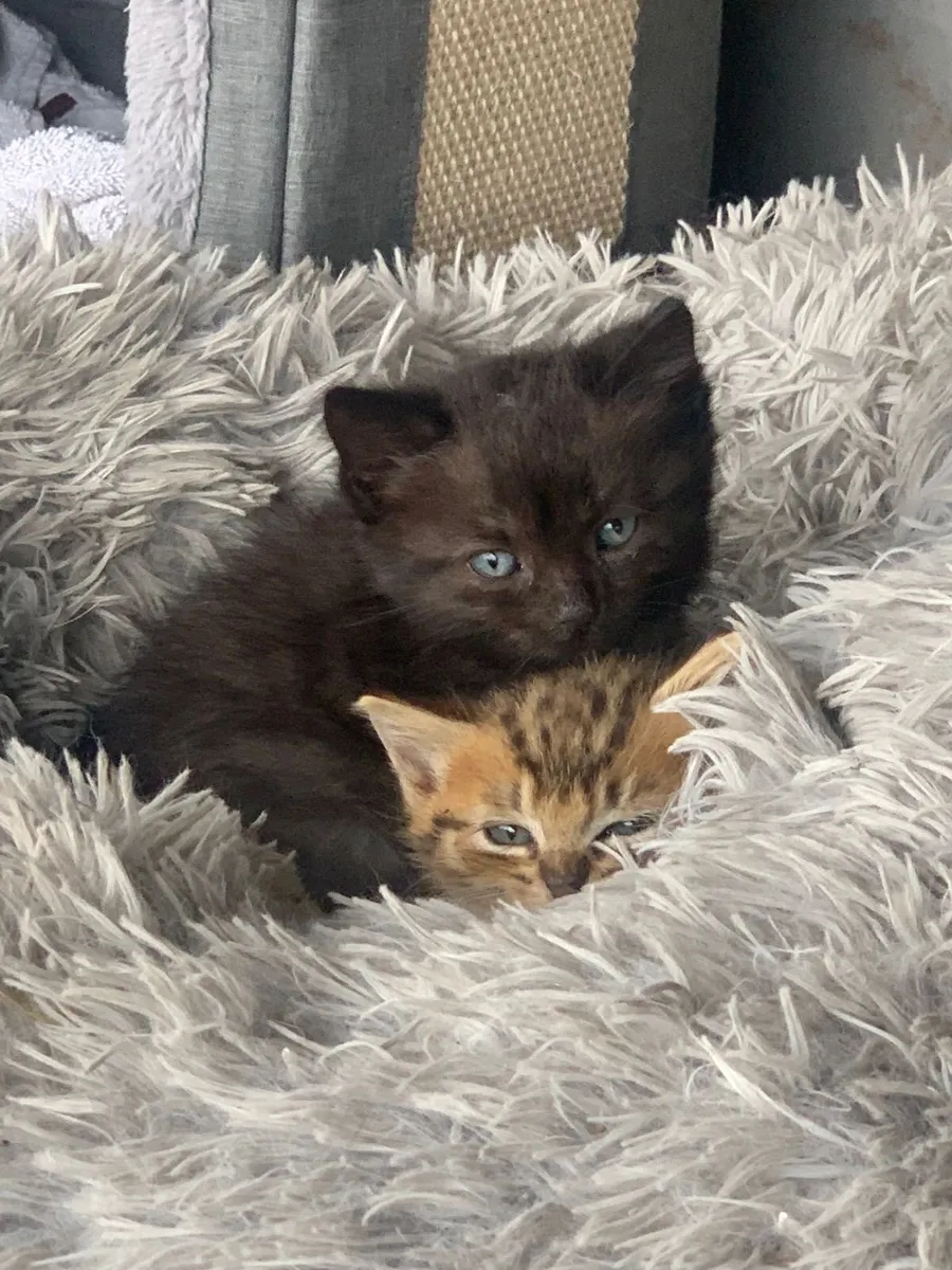 Kittens