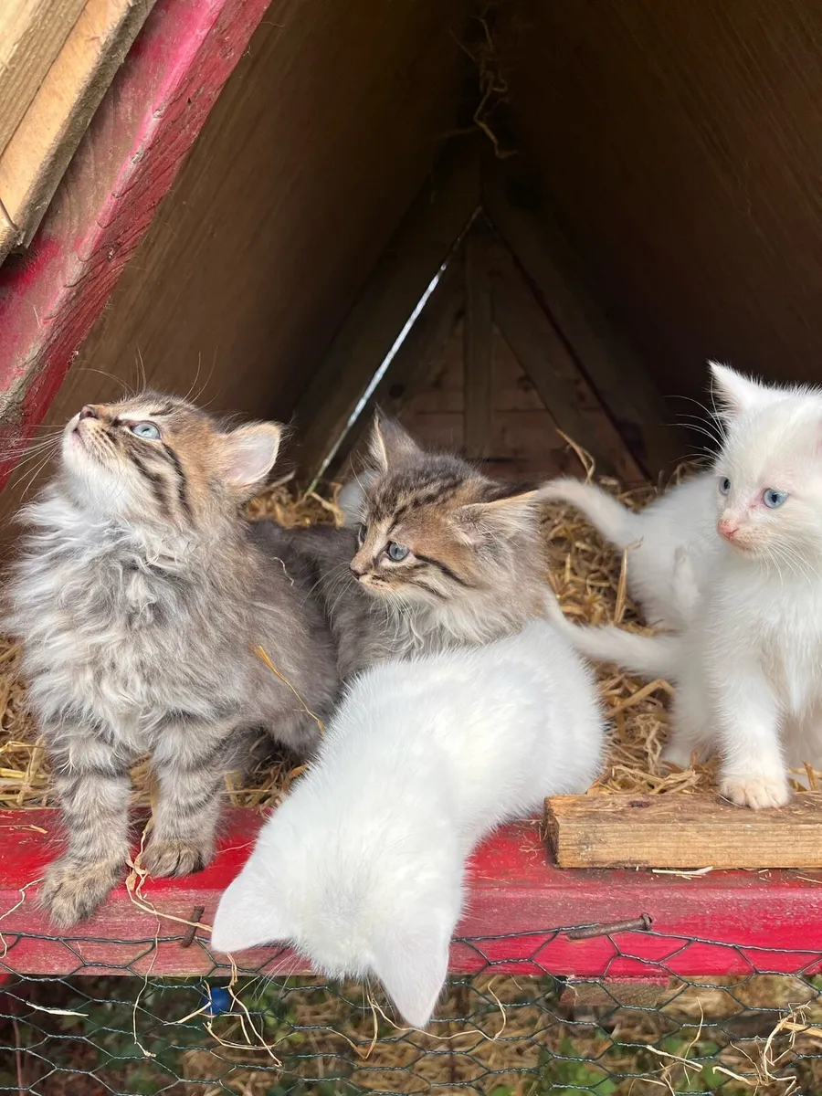 Adorable Kittens for sale - Image 1