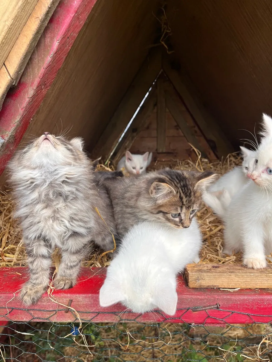 Adorable Kittens for sale - Image 2