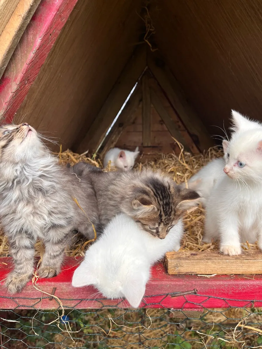 Adorable Kittens for sale - Image 3