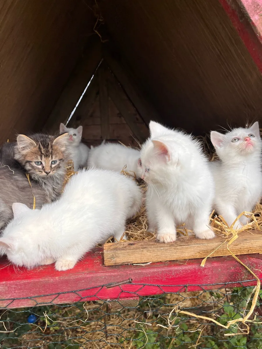 Adorable Kittens for sale - Image 4