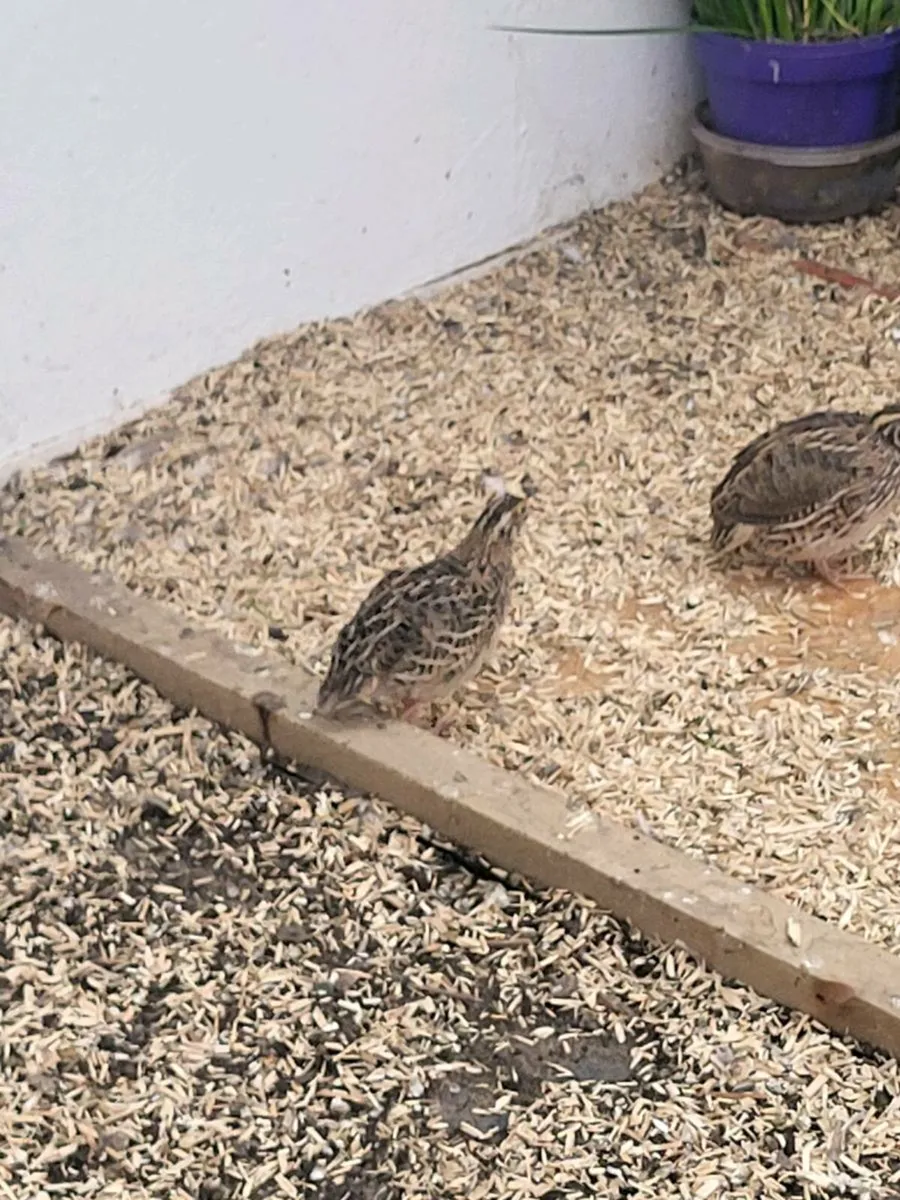 Common quail - Image 1