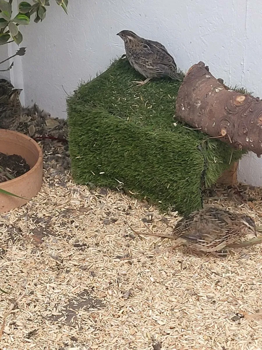 Common quail - Image 2
