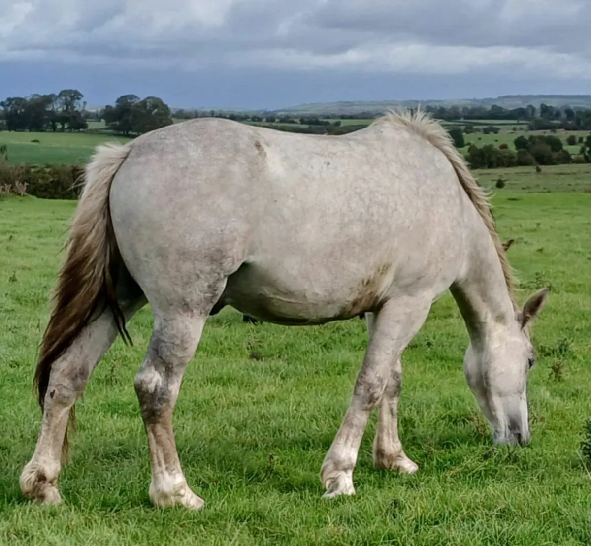 Irish Draught Cross ISH Gelding 3 yr for Sale - Image 1