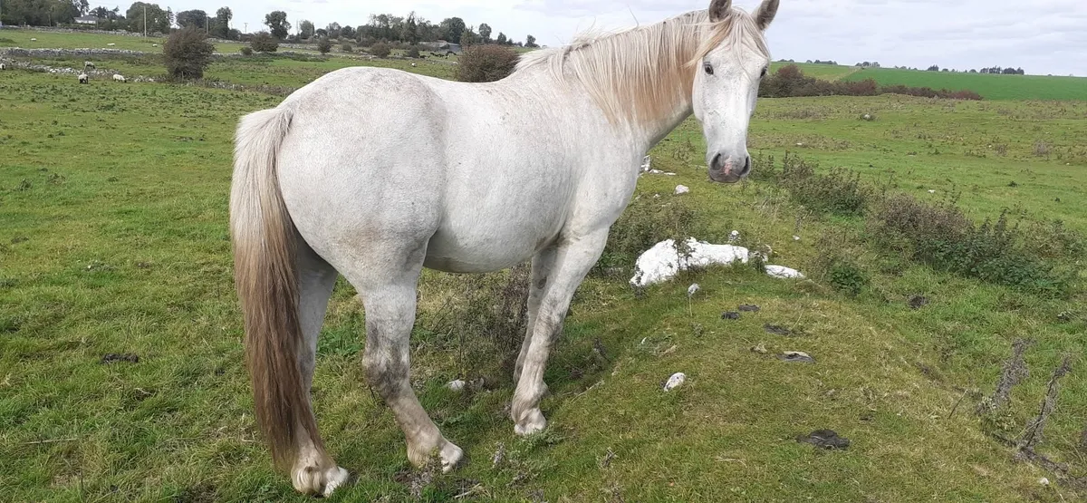 Irish Draught Cross ISH Gelding 3 yr for Sale - Image 2