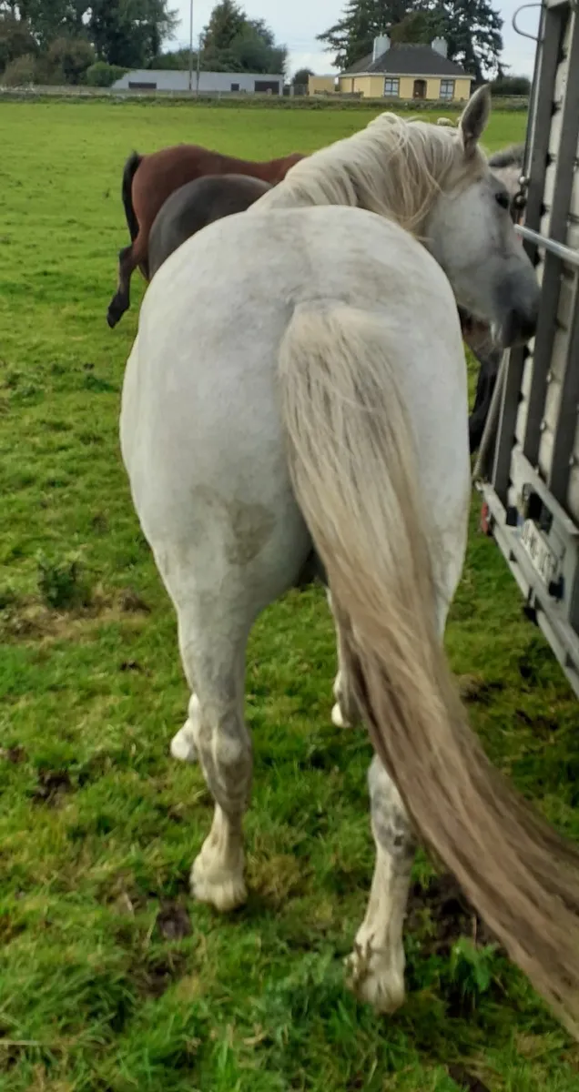 Irish Draught Cross ISH Gelding 3 yr for Sale - Image 3