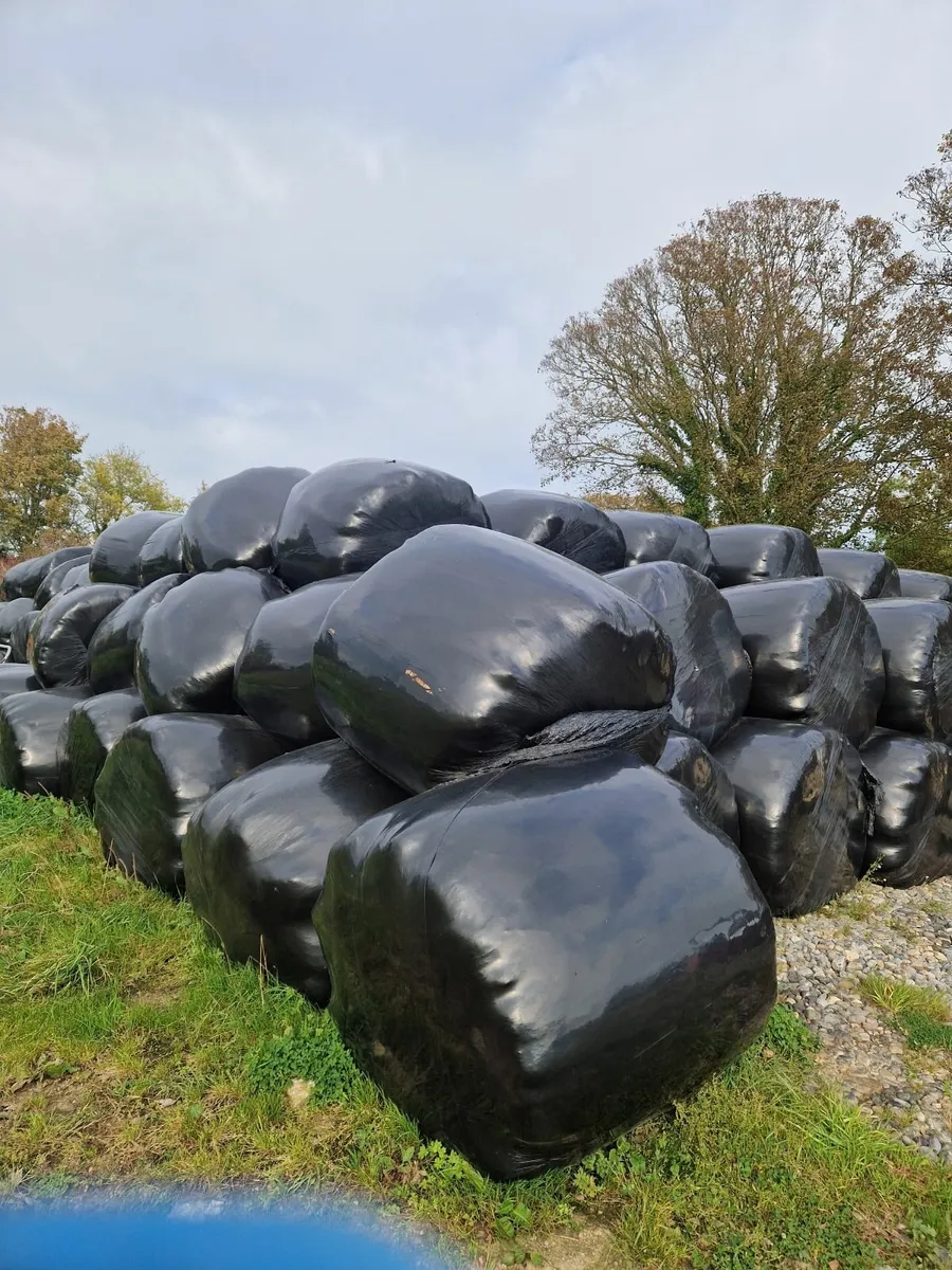 Silage bales. - Image 2