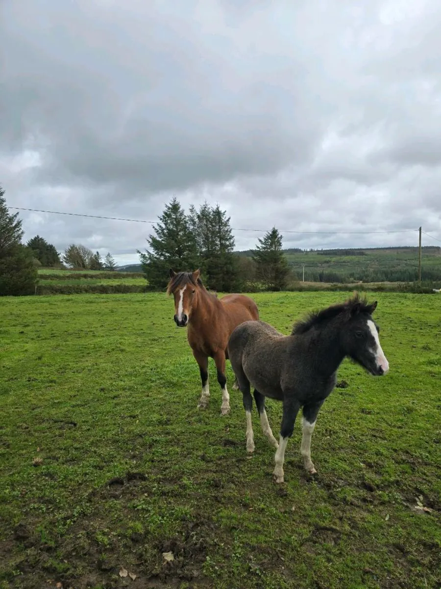 kerry bog pony - Image 1