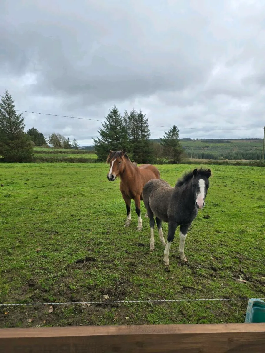 kerry bog pony - Image 2