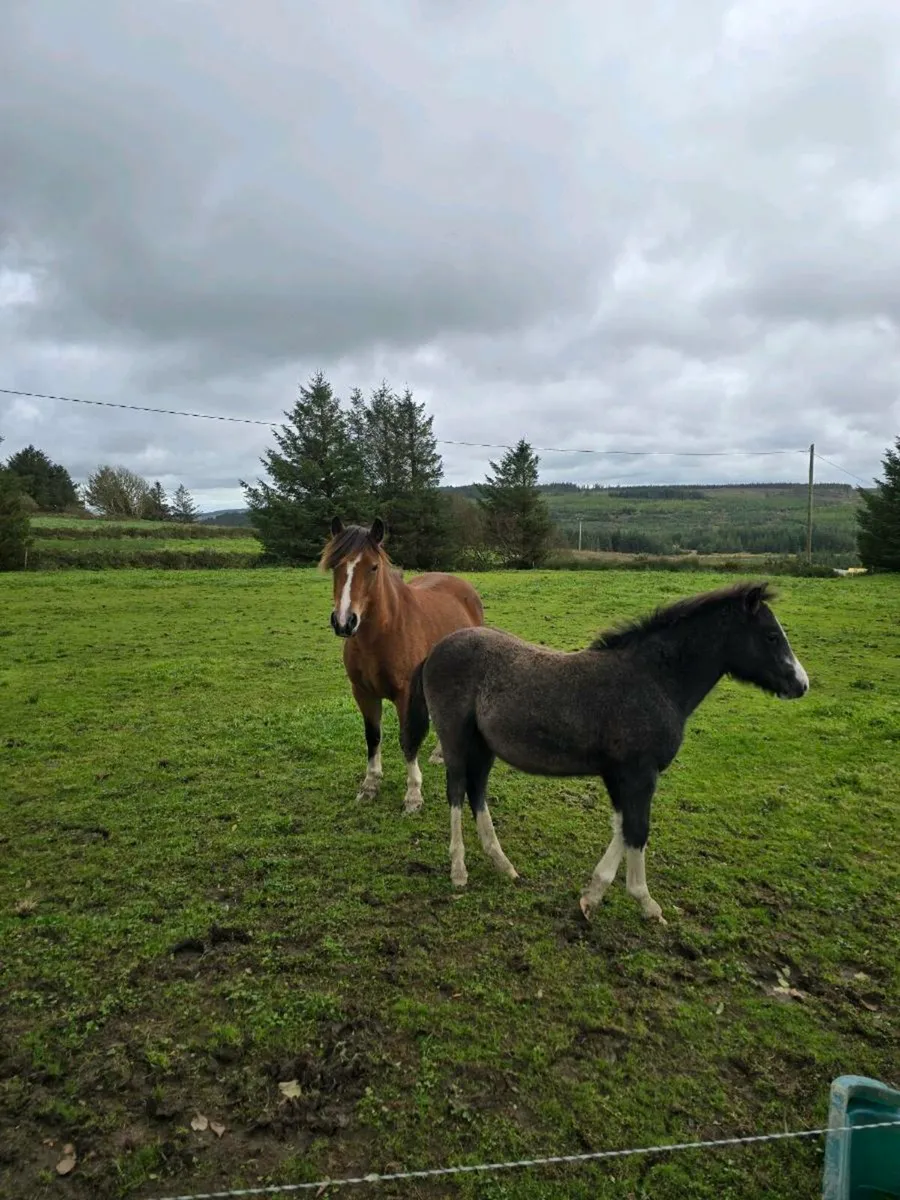 kerry bog pony - Image 3
